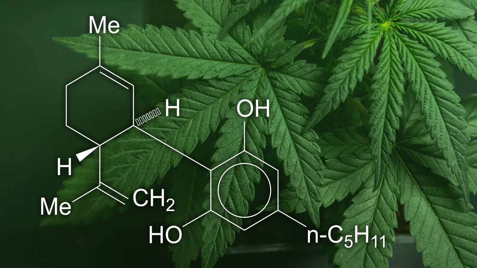 What is THC
